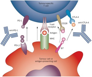 Immune checkpoint therapies Image: lymphomation.org